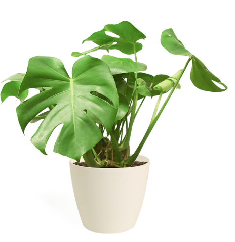 houseplant